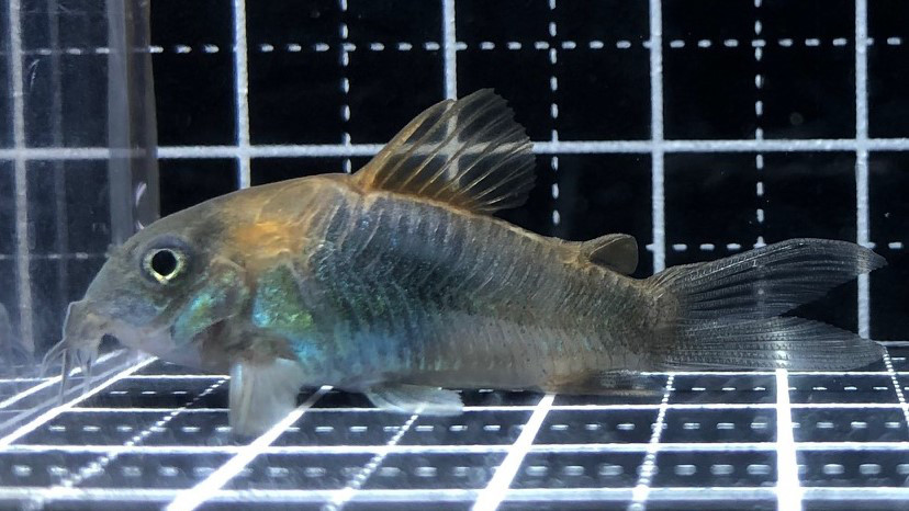 22 11 18コリドラス新入荷 Tropical Garden Corydoras