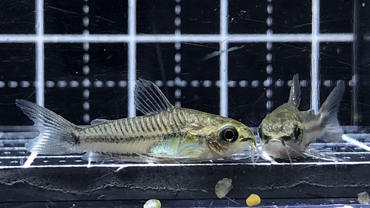 2023/2/22コリドラス新入荷 | TROPICAL GARDEN CORYDORAS