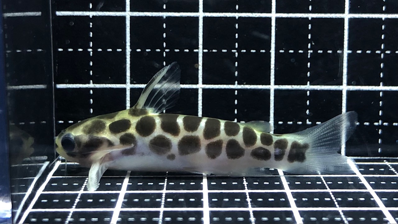 ロボホン　コリドラス 0b9a4dc2b2fa716ddef34f196b4238