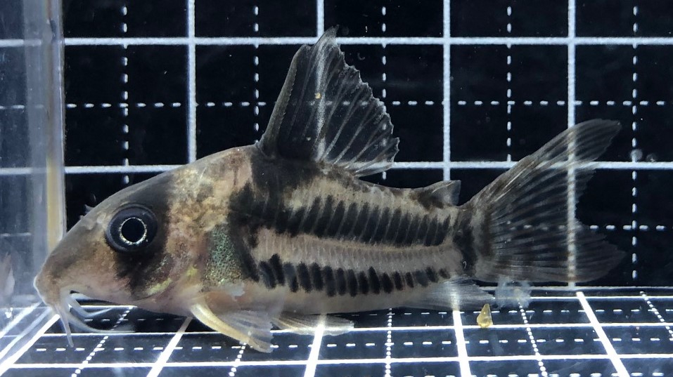 こりどらす コリドラス・スーパーシュワルツィ<熱帯魚解説> | AQUALASSIC