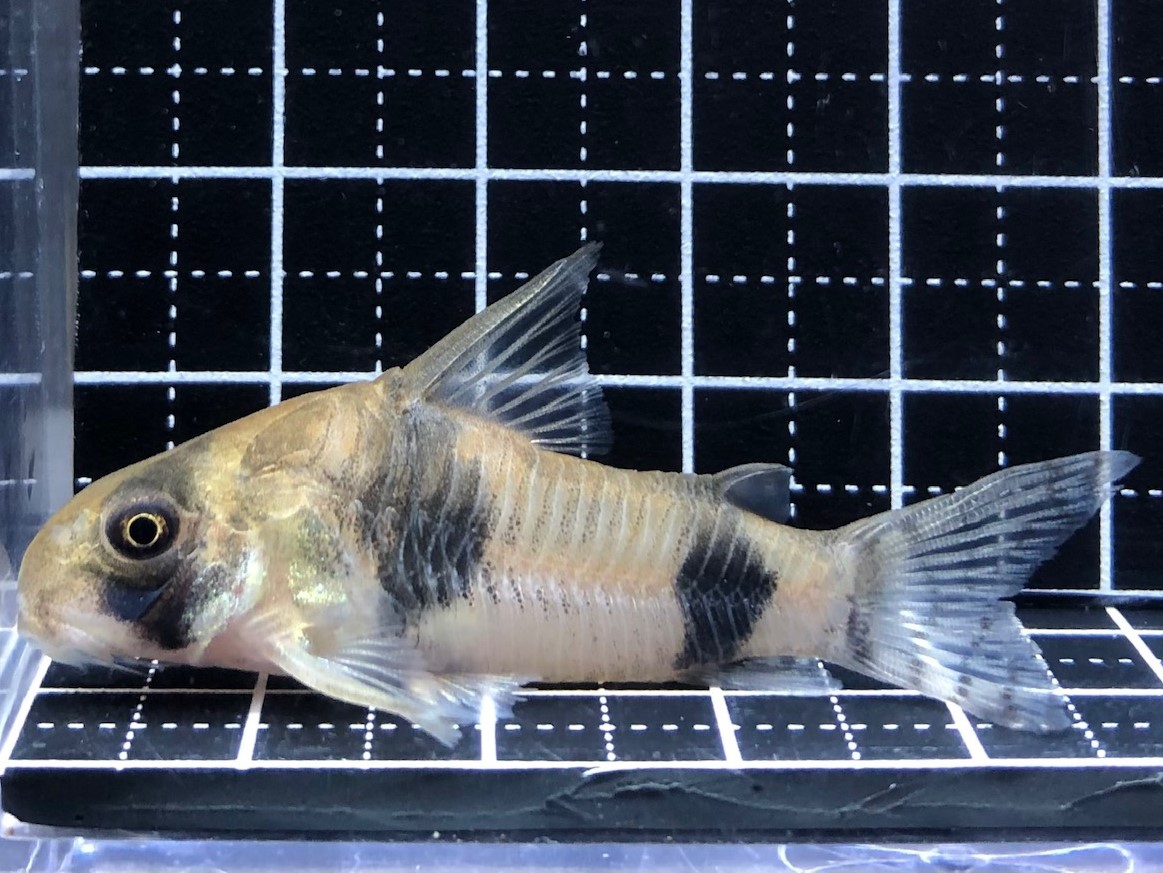 2022/7/25コリドラス新入荷！ | TROPICAL GARDEN CORYDORAS