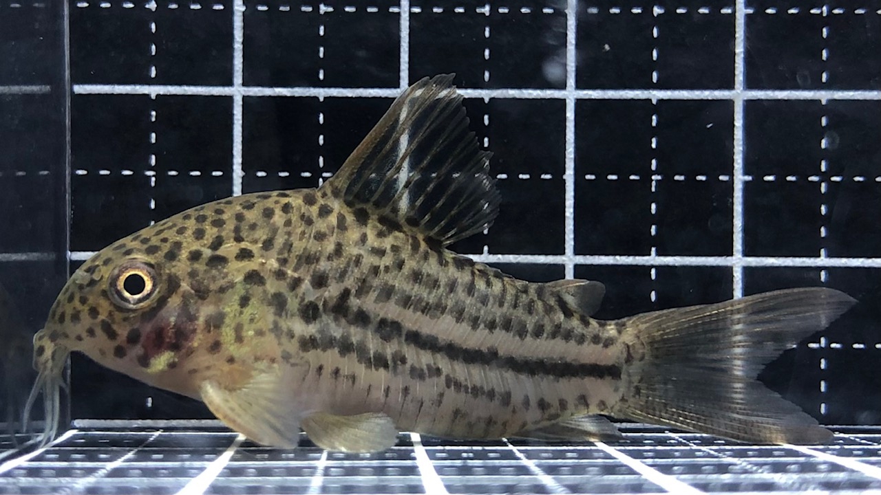 2023/9/14コリドラス緊急入荷！ | TROPICAL GARDEN CORYDORAS