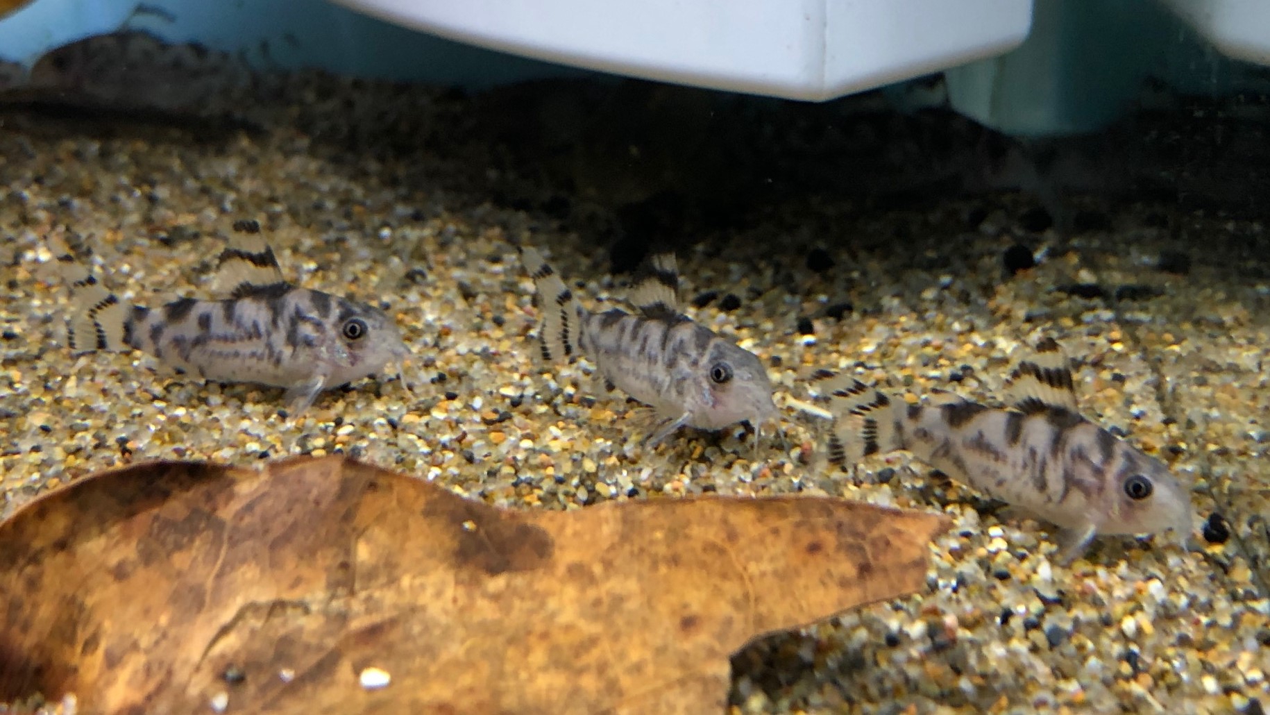 2022/10/2 コリドラス・ゼブリーナ入荷！！ | TROPICAL GARDEN CORYDORAS