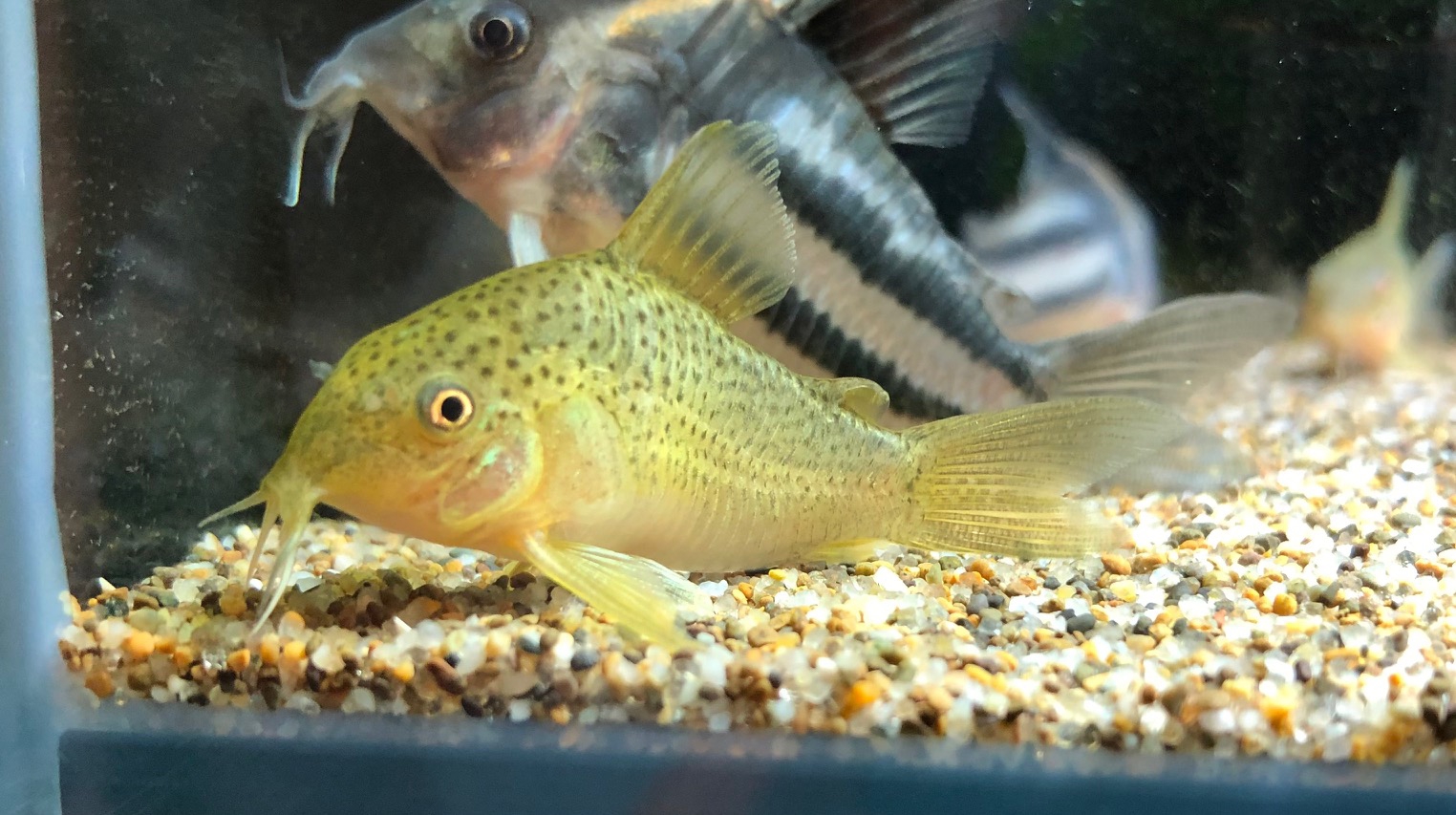 2023/4/25コリドラス他新入荷 | TROPICAL GARDEN CORYDORAS