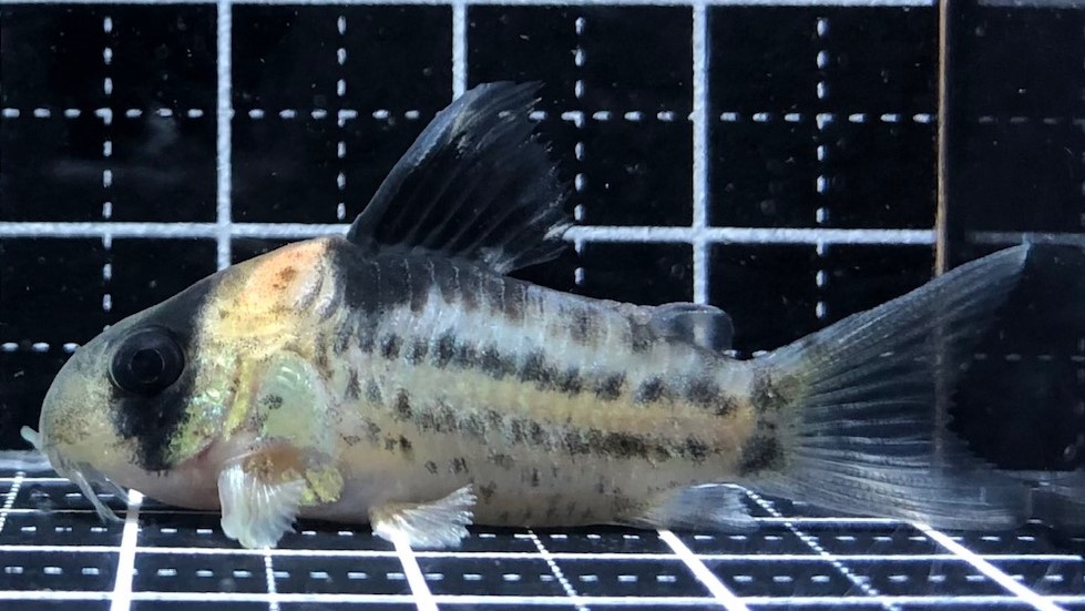 2023/3/21コリドラス他新入荷 | TROPICAL GARDEN CORYDORAS