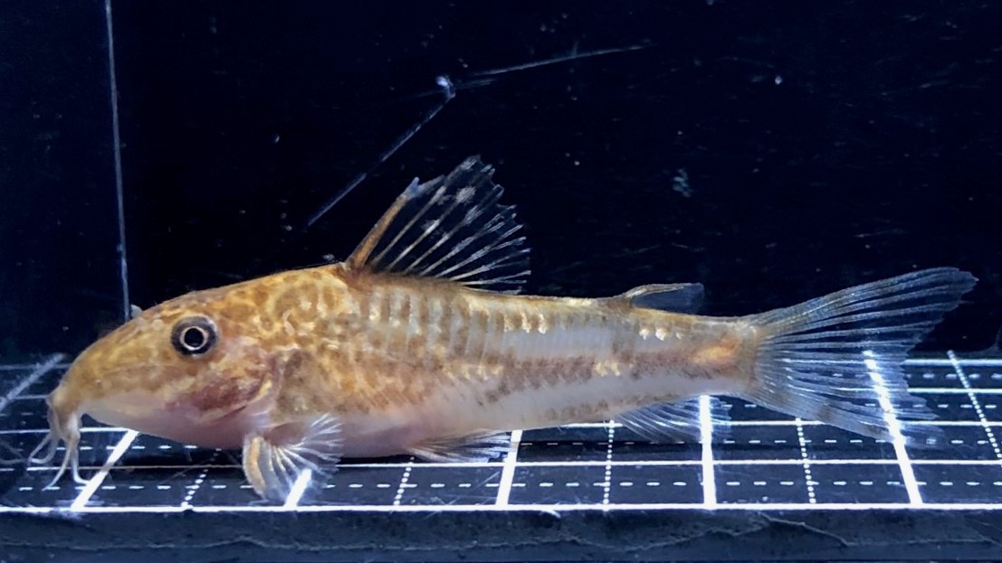 2023/5/6コリドラス他新入荷 | TROPICAL GARDEN CORYDORAS