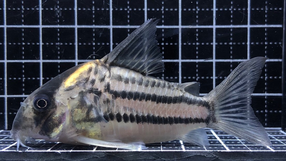 2023/2/13コリドラス新入荷 | TROPICAL GARDEN CORYDORAS