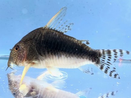 コリドラス 2022/2/28コリドラス新入荷 | TROPICAL GARDEN CORYDORAS