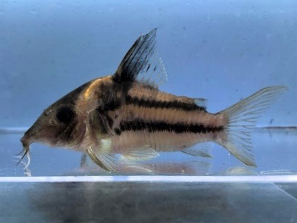 2022/2/28コリドラス新入荷 | TROPICAL GARDEN CORYDORAS