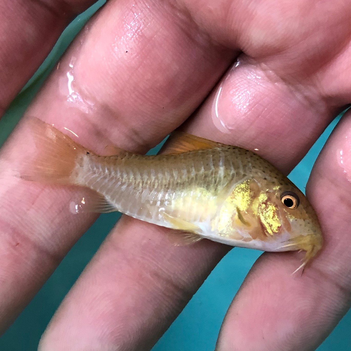 2023/4/25コリドラス他新入荷 | TROPICAL GARDEN CORYDORAS