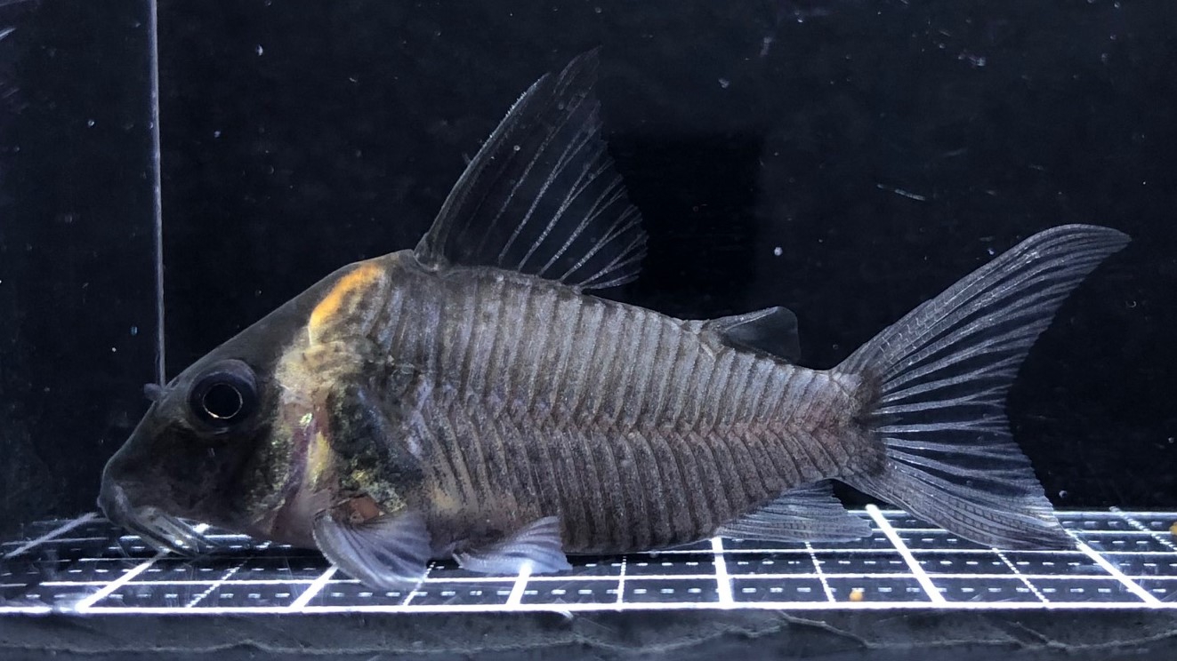 2023/1/19コリドラス新入荷 | TROPICAL GARDEN CORYDORAS