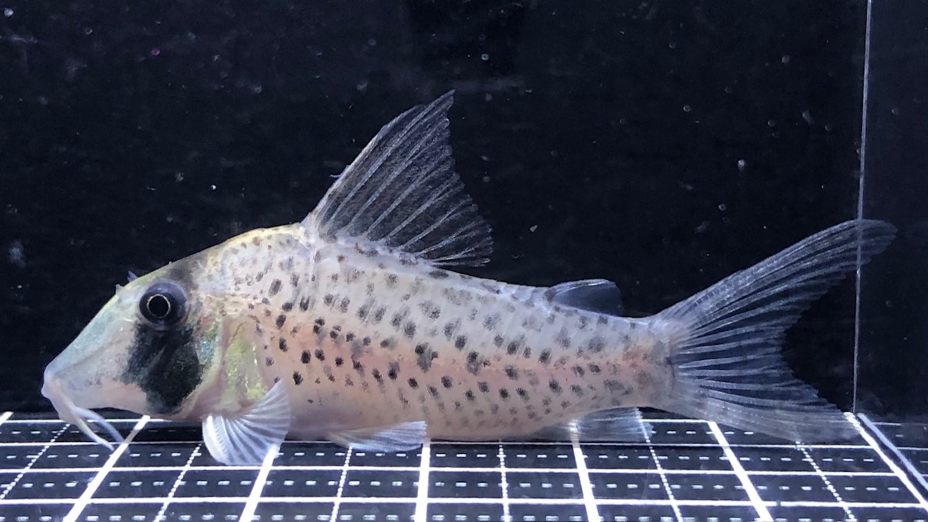 2023/5/6コリドラス他新入荷 | TROPICAL GARDEN CORYDORAS