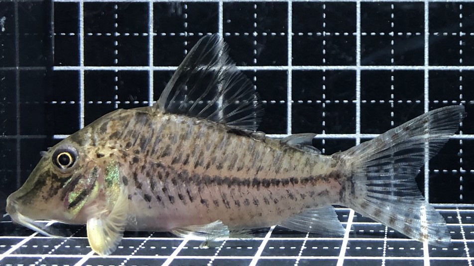 逆輸入 Ｃｏ，オルナータス(タパジョス）COR01 1月セールコリドラス 熱帯魚・アクアリウム