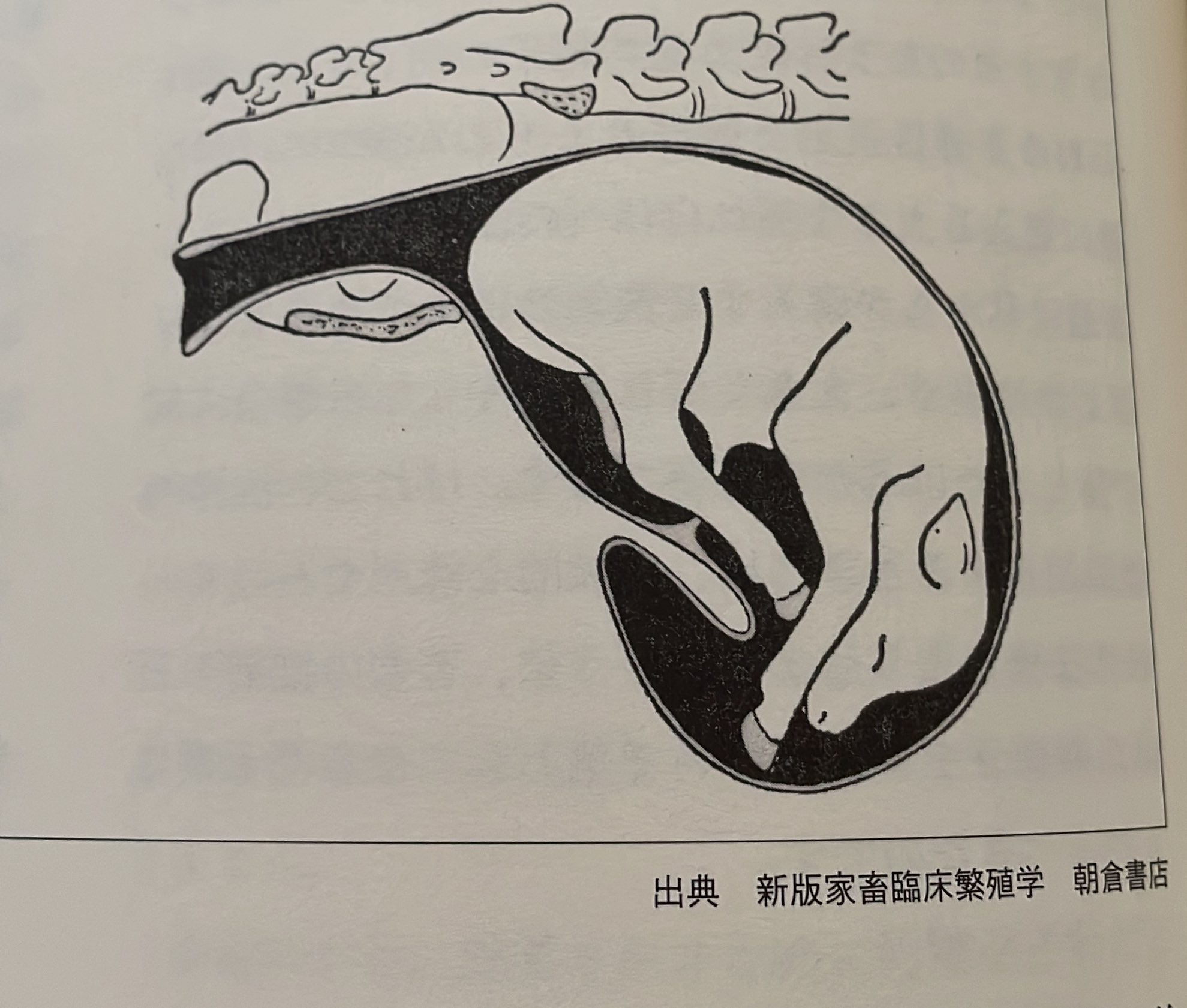 Amazon.co.jp: 主要症状を基礎にした牛の臨床 : 前出吉光(1944