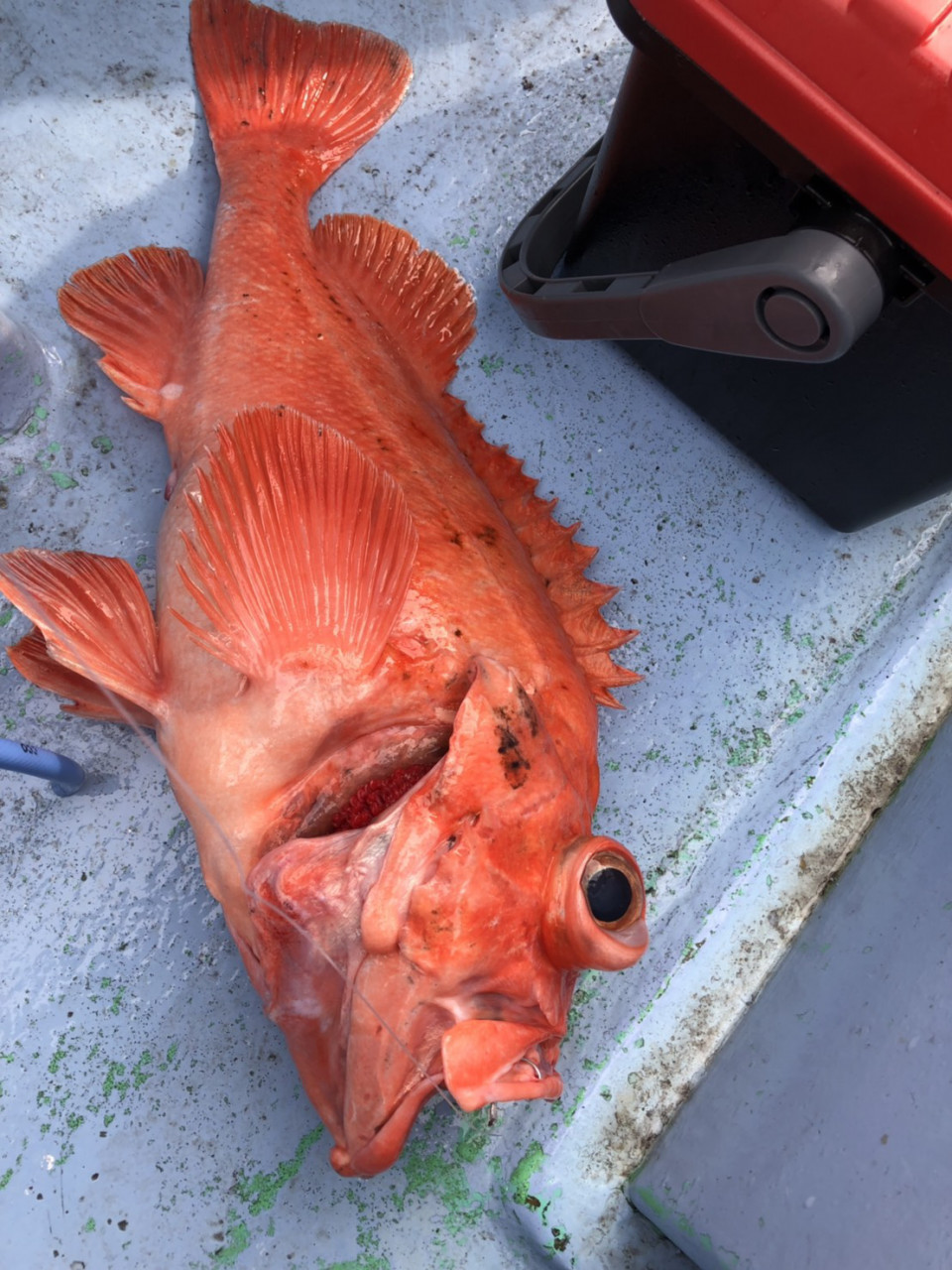 初めてのメヌケ アコウ 釣り 横浜 美容師 釣り日記 Ownd