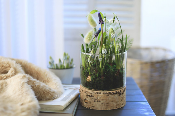 花屋さんの球根付きムスカリでガーデン風テラリウムアレンジ Garden Story より 花と犬のbonne Idee 花屋さんの球根付きムスカリでガーデン風テラリウムアレンジ Garden Story より 花と犬のbonne Idee