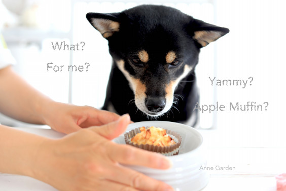 For Dog 旬のりんごたっぷり ノンシュガーアップルマフィンを手作り 愛犬と一緒におやつ時間 花と犬のbonne Idee For Dog 旬のりんごたっぷり ノンシュガーアップルマフィンを手作り 愛犬と一緒におやつ時間 花と犬のbonne Idee