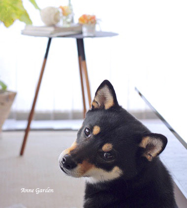 我が家の愛犬 黒柴 あん 本当は あんみつ姫 名前を付けるときのエピソード 花と犬のbonne Idee