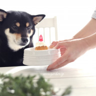 我が家の愛犬 黒柴 あん 本当は あんみつ姫 名前を付けるときのエピソード 花と犬のbonne Idee