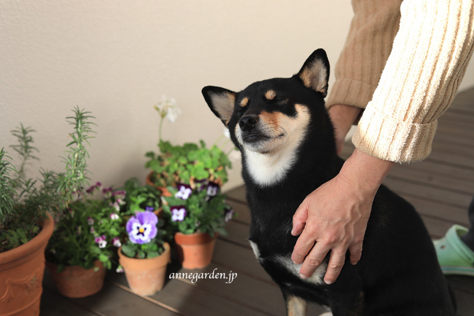 りんご酢を入れて 愛犬のブラッシングの時にも使える静電気防止スプレーの作り方 花と犬のbonne Idee