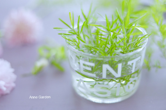 アスパラ スプレンゲリーを花留めに 花と犬のbonne Idee