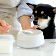 りんご酢を入れて 愛犬のブラッシングの時にも使える静電気防止スプレーの作り方 花と犬のbonne Idee