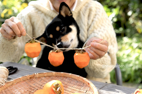 鳥にも一つ残してあげよう 穏やかな秋の日に愛犬と一緒に手作り干し柿 花と犬のbonne Idee