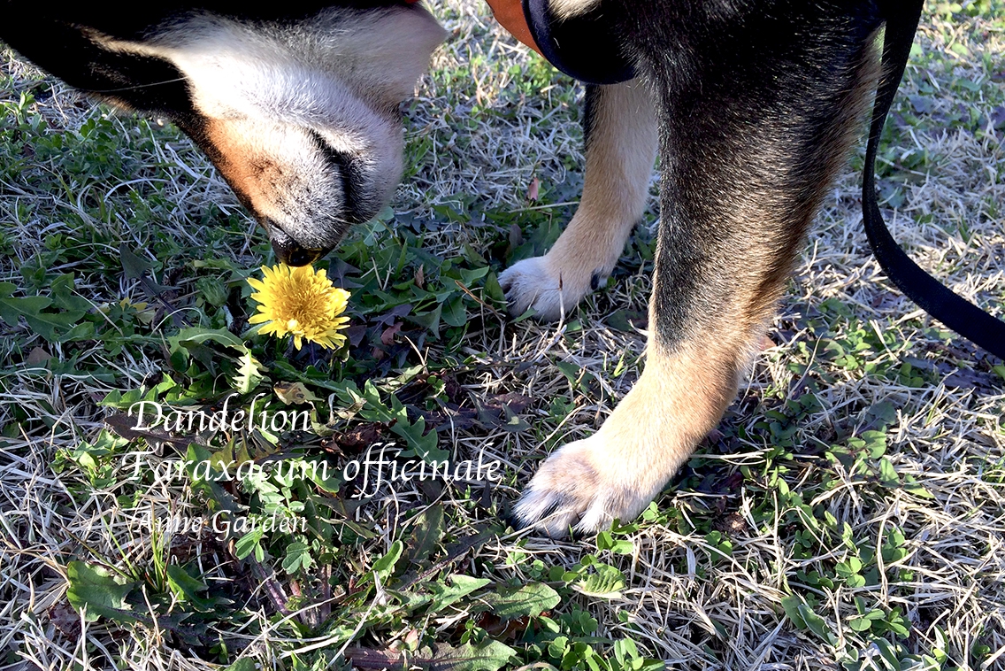 ペットのための自然療法 春季デトックスハーブのダンディライオン Garden Story より 花と犬のbonne Idee