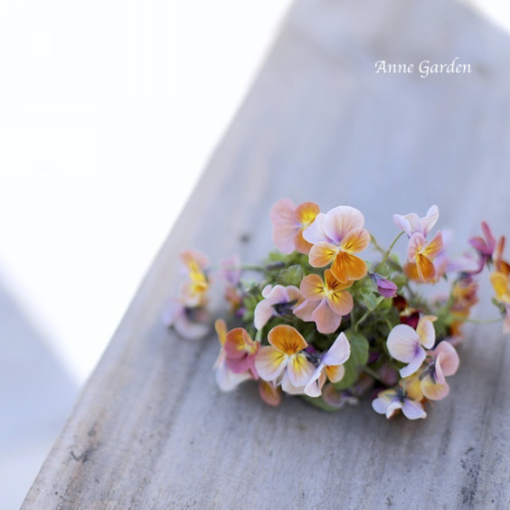 ビオラの花がら摘みをすると いっぱい咲く 花と犬のbonne Idee