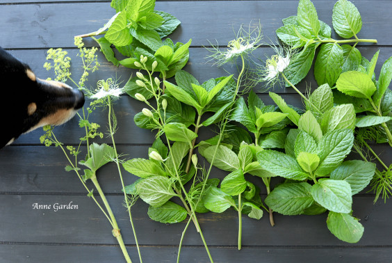 剪定した鉢植えのミントの使いみち 花と犬のbonne Idee