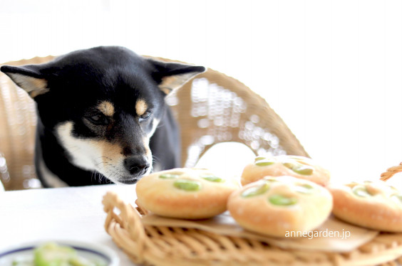 For Dog 白神こだま酵母のそら豆のフォカッチャ 花と犬のbonne Idee