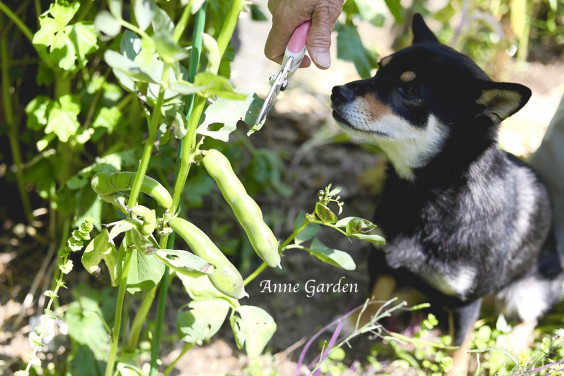 そら豆のポタージュ Garden Storyより 花と犬のbonne Idee