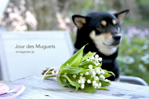 花と犬のbonne Ideeの記事一覧 ページ5