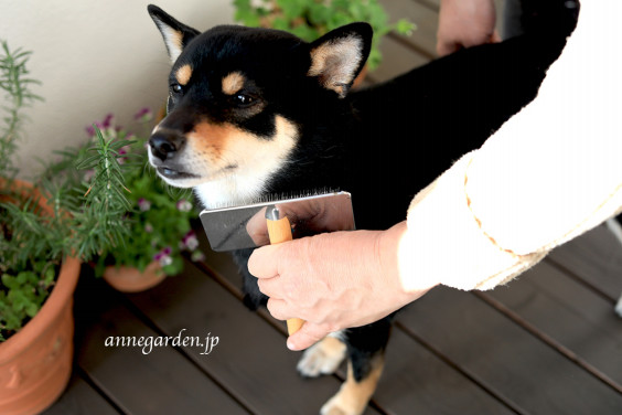 りんご酢を入れて 愛犬のブラッシングの時にも使える静電気防止スプレーの作り方 花と犬のbonne Idee