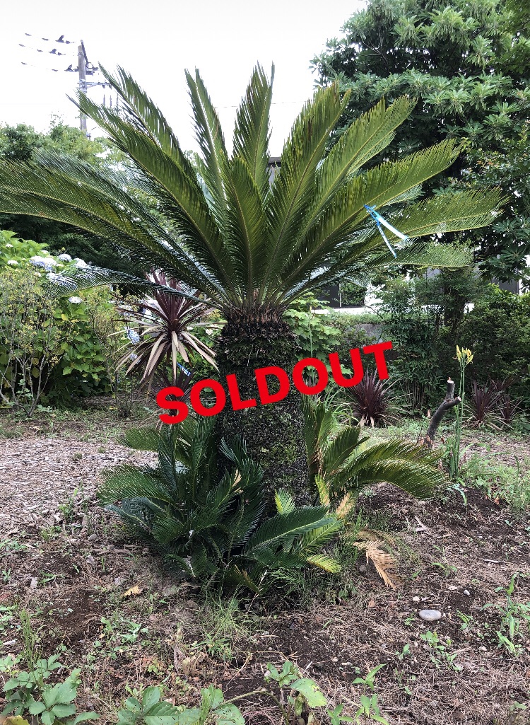 人気の植木一覧 | 🌿庭のリフォーム🌿関越緑化