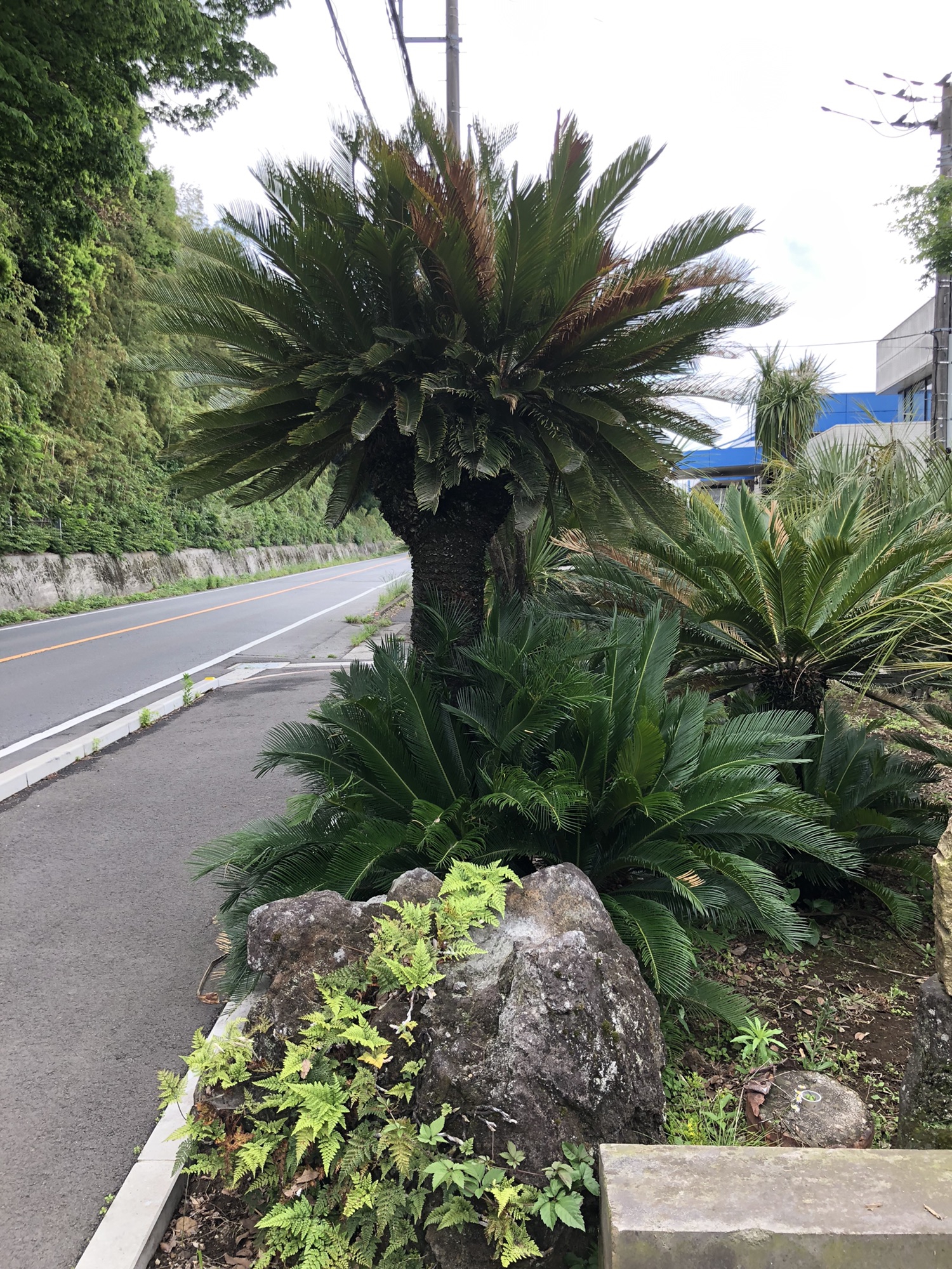 人気の植木一覧 | 🌿庭のリフォーム🌿関越緑化