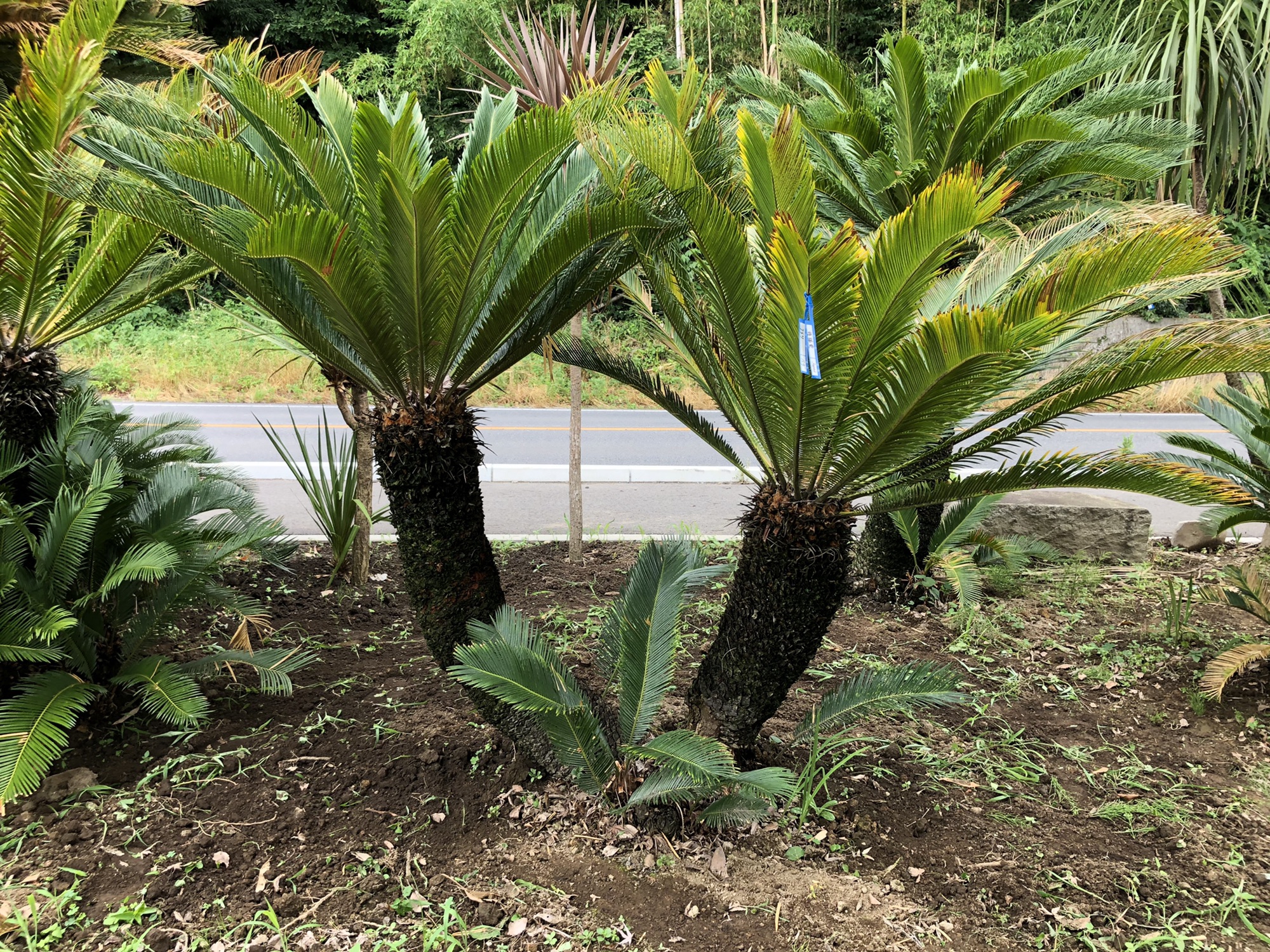 人気の植木一覧 | 🌿庭のリフォーム🌿関越緑化