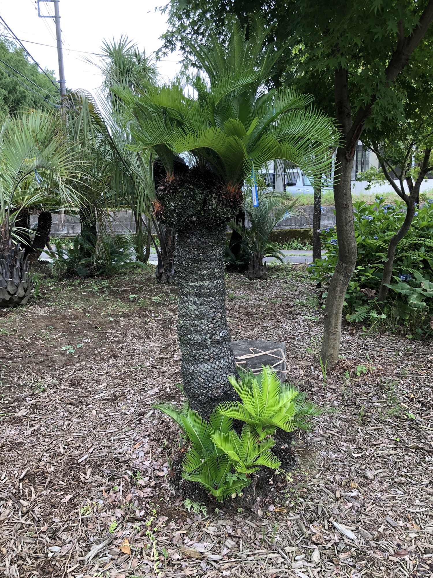 人気の植木一覧 | 🌿庭のリフォーム🌿関越緑化