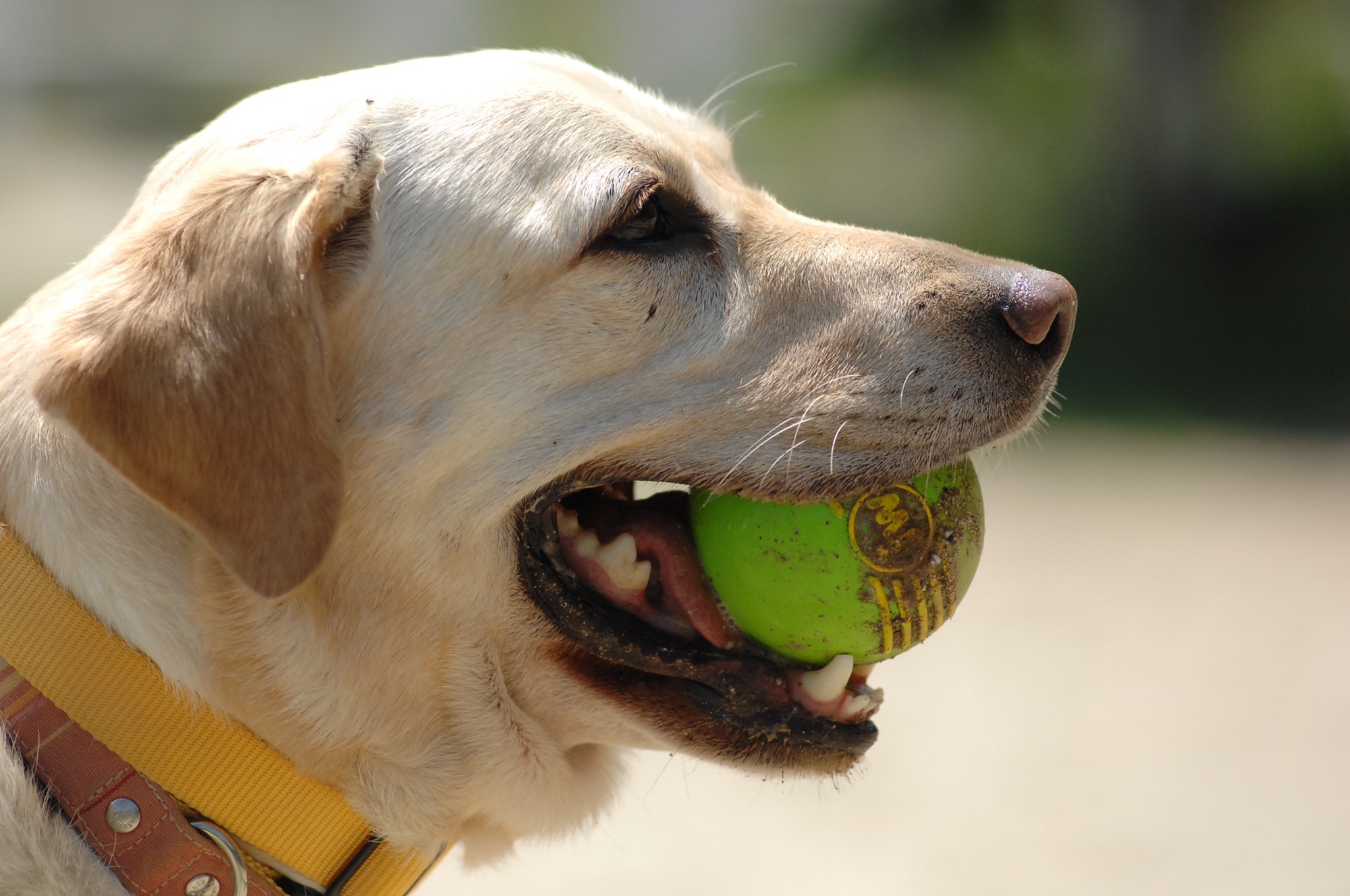 犬の保育園 ドッグサロンla Coda