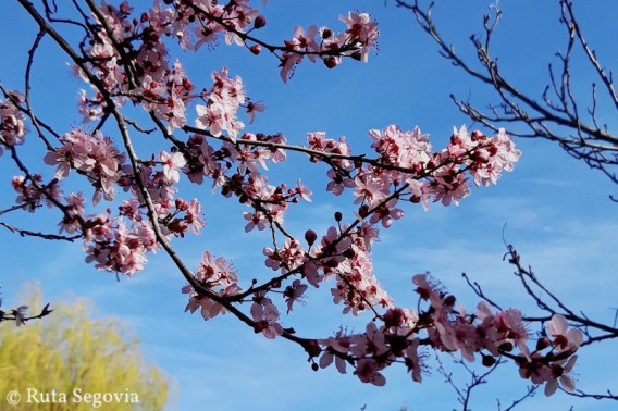 アーモンドの花 サクラの花 Ruta Segovia のんびり村暮らし スペイン