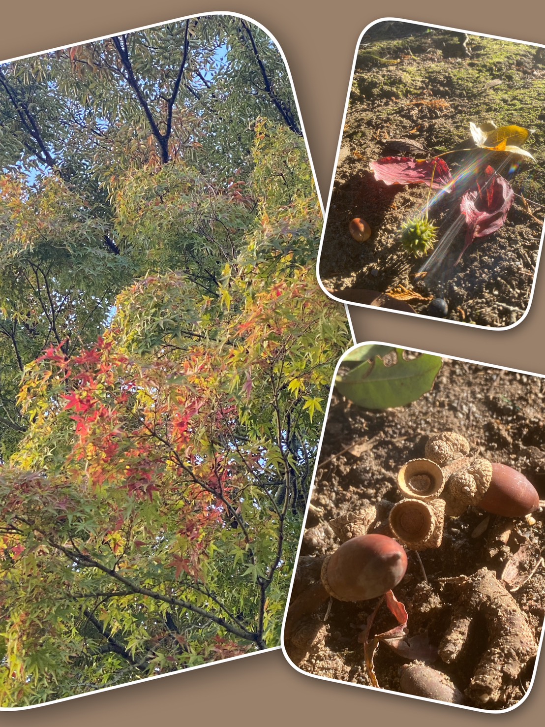 秋♪リスちゃん&どんぐり どんぐりと枯葉を大事に抱えた秋の子リスちゃん | GANREF