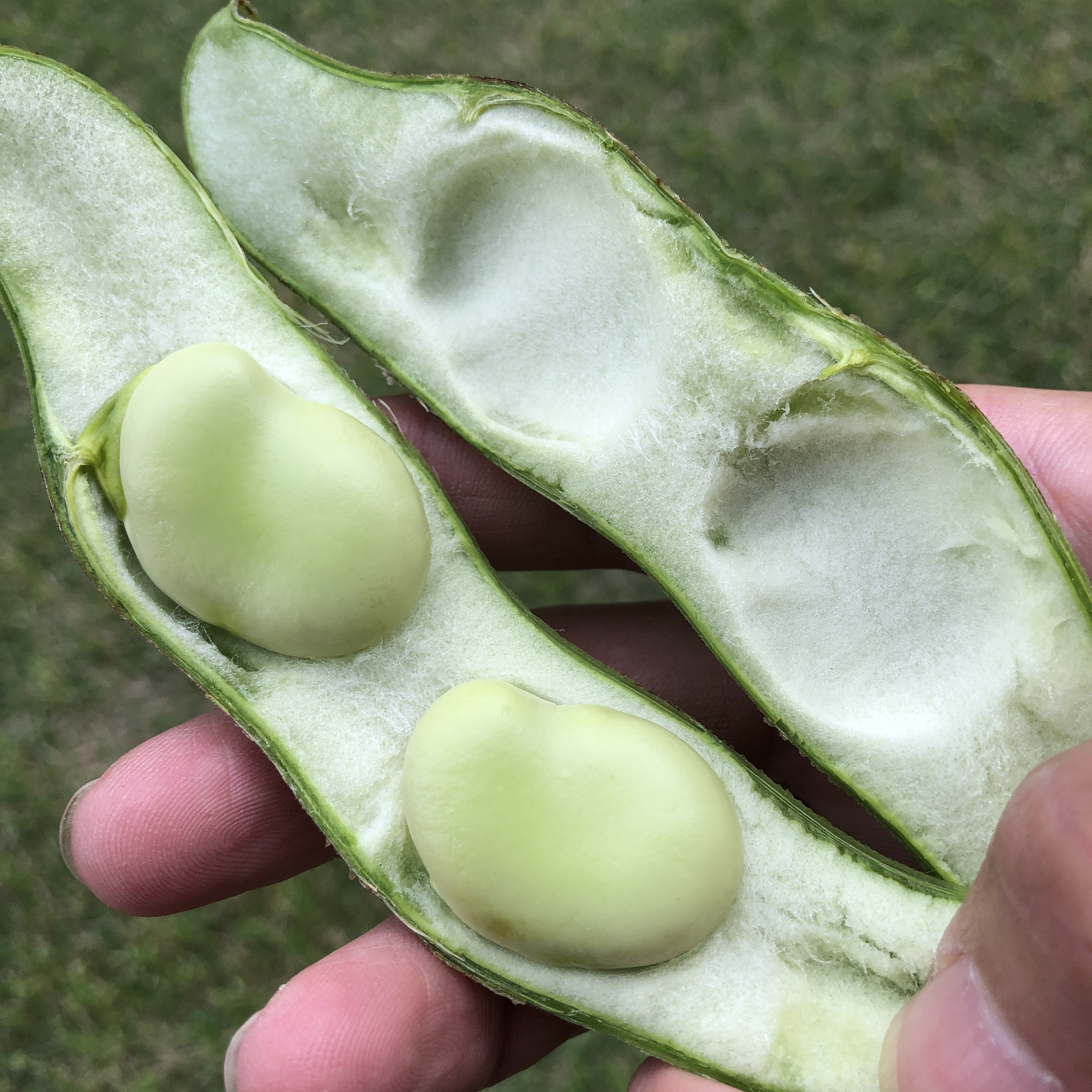 そら豆 そら豆 仁徳一寸 1L(約240粒) タキイ種苗（株） : グリーン