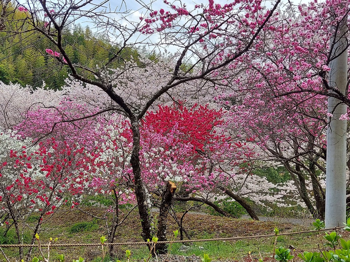 「桃源郷」とはこのことか。(新聞掲載) 栗本、敬浩。