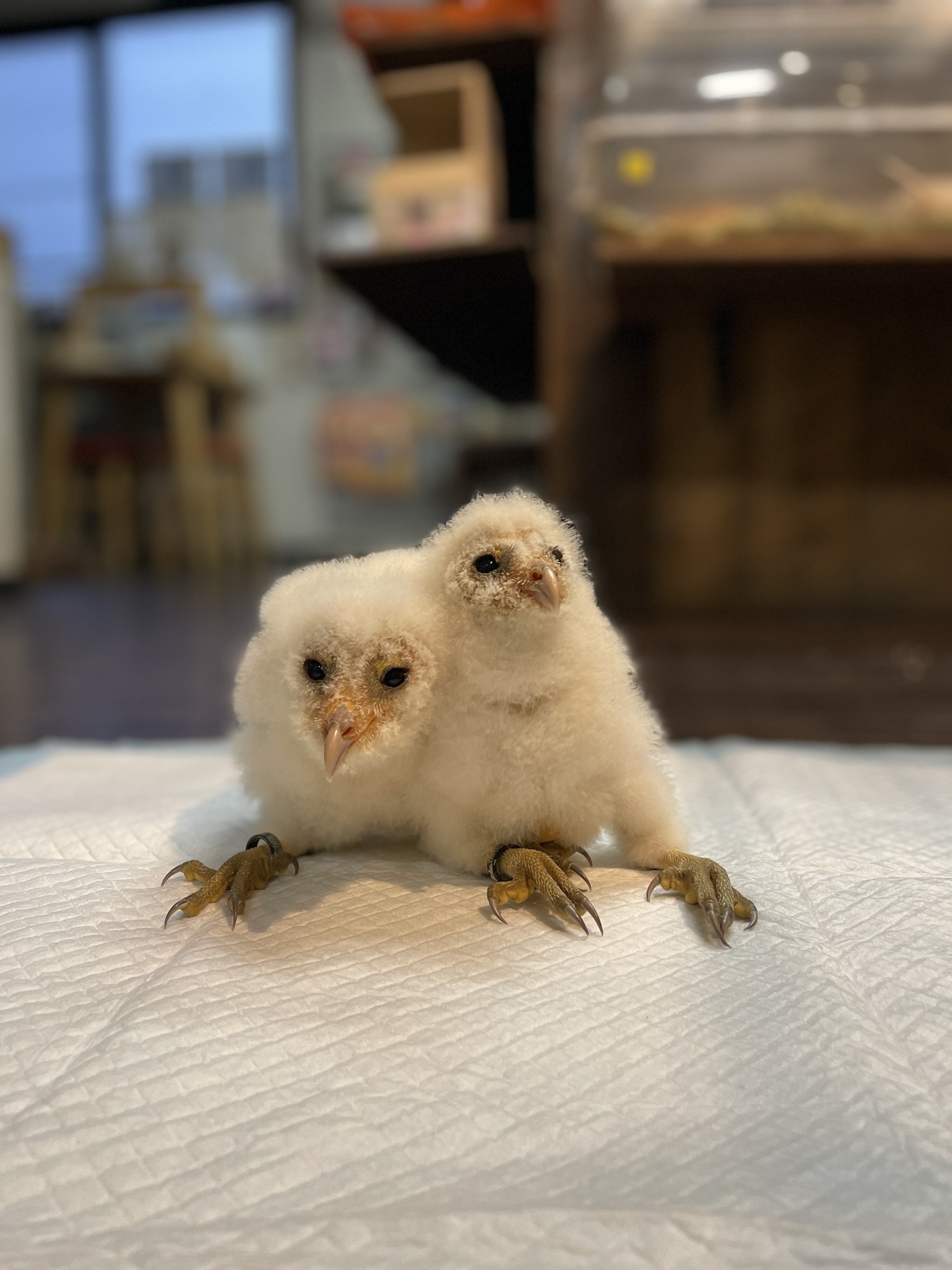 恭ちゃんフクロウ君＊【メンフクロウ】＊レア フクロウの日常】ユウ