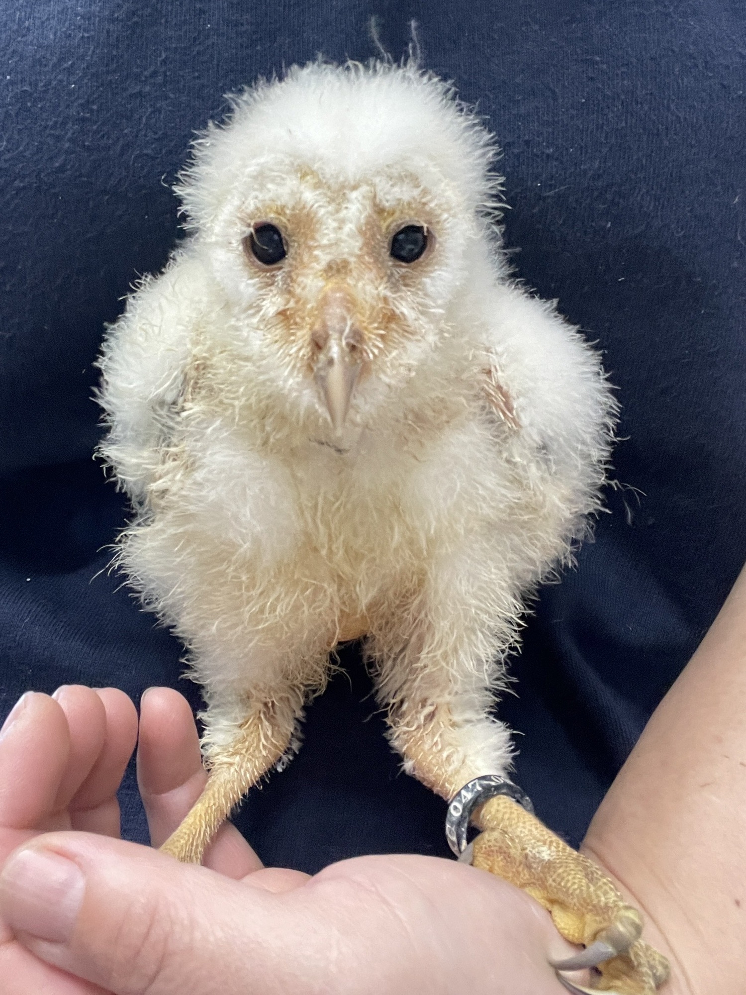 フクロウ赤ちゃん アナホリフクロウを育ててみた 後編 - 自然動物園 -
