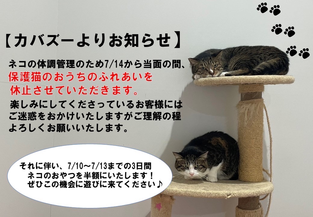 保護猫のおうちについてお知らせ | 【公式】KABAZOOホームページ