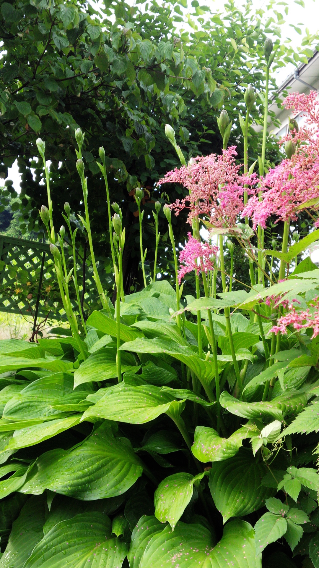 日々あれこれ 萌来 めぐる