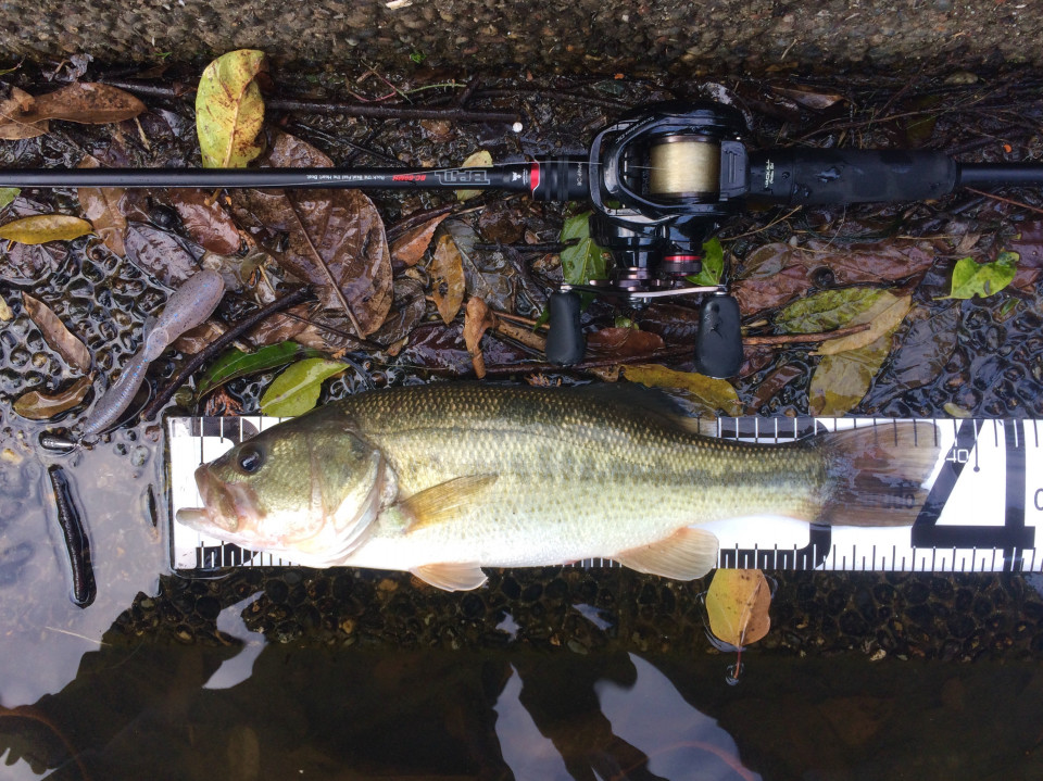 ファイボスやドライブビーバーなどパタパタ系ワームのフリーリグが大活躍 晩秋のbassfishing ジョーさんのnothing Much Better To Do