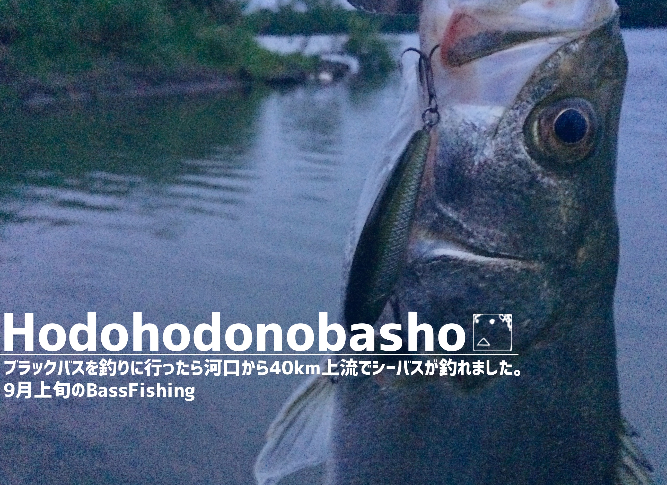 ブラックバスを釣りに行ったら河口から40km上流でシーバスが釣れました 9月上旬のbassfishing ジョーさんのnothing Much Better To Do