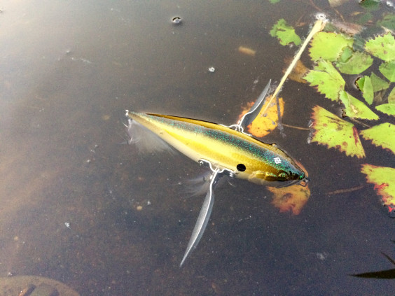 不思議なくらい釣れてしまうサファイアブルー 7月下旬のbasfishing ジョーさんのnothing Much Better To Do 不思議なくらい釣れてしまうサファイアブルー 7月下旬のbasfishing ジョーさんのnothing Much Better To Do